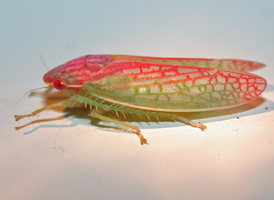 Gyponana octolineata